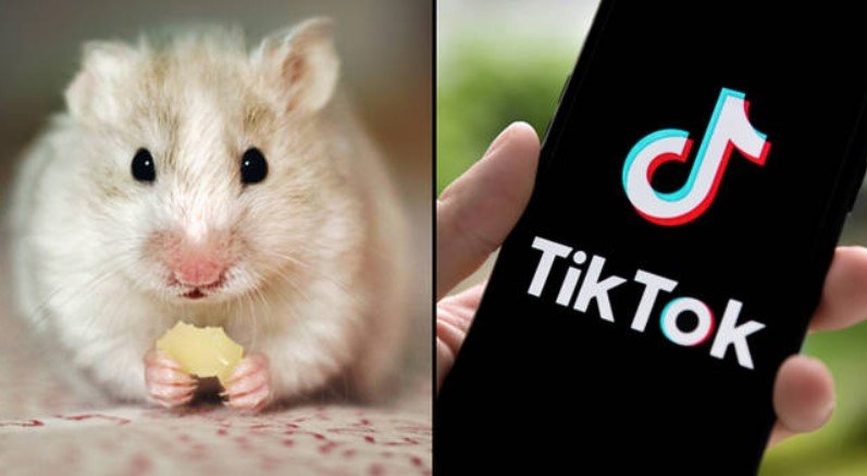 Hamster PP TikTok Hamster PP TikTok
